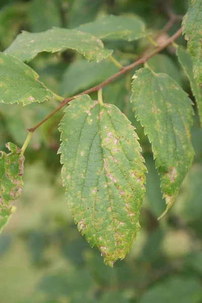 Pioggia Dorata Giardino Con Malattia Fistole Cassia Con Macchia Secca — Foto Stock