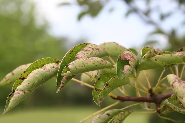 Disease on Pear leaves. Brown spots on pear leaves in the garden