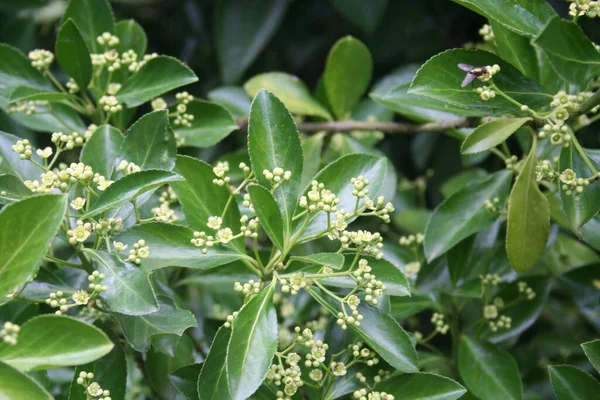 Euonymus Japonica Krzak Żółtymi Zielonymi Liśćmi Rozkwicie Evergreen Roślina Zwana — Zdjęcie stockowe