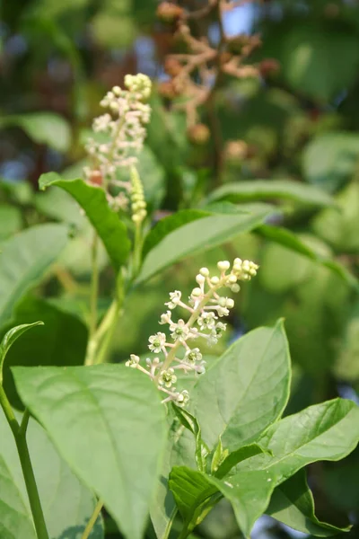 Amerykańska Roślina Pokeweed Rozkwicie Roślina Phytolacca Americana Białymi Kwiatami Zielonymi — Zdjęcie stockowe