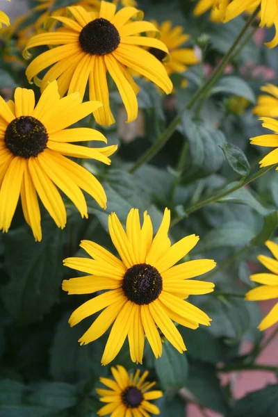 Ярко Желтые Цветы Rudbeckia Называют Black Eyed Susan Саду Летом — стоковое фото
