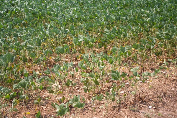 Yazın soya tarlasında kuraklık. Kuzey İtalya 'da tarım alanında İklim Değişimi ve Küresel Isınma