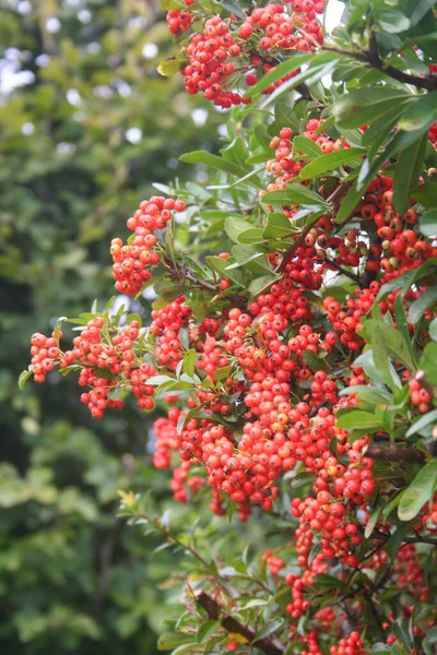 Bando Bagas Vermelhas Arbusto Pyracantha Firethorn Jardim Outono — Fotografia de Stock