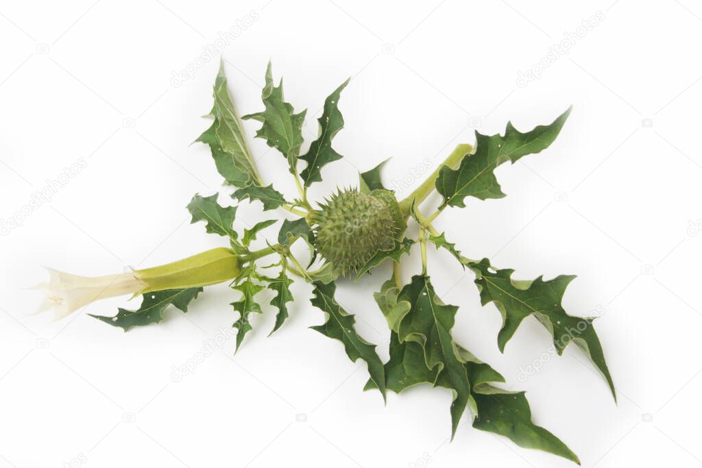 Green thorny fruits of Datura stramonium isolated on white background. Devil's trumpets fruit on white