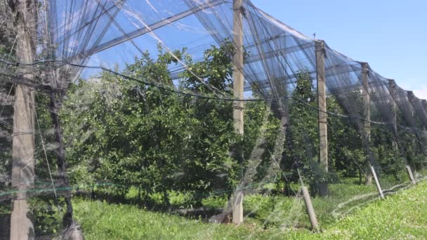 鳥に対する保護網 リンゴ園のタマネギと雹イタリアの田舎で — ストック動画