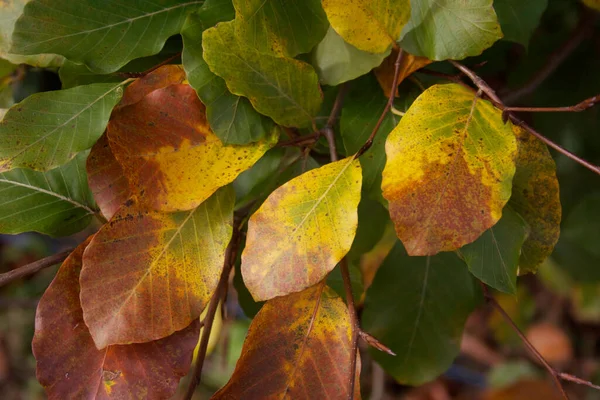 Feuilles Jaunes Sur Branche Automne Dans Jardin — Photo