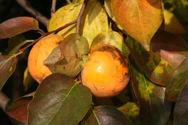 Buah Buahan Persimmon Matang Kebun Buah Buahan Diospyros Kaki Musim — Stok Foto