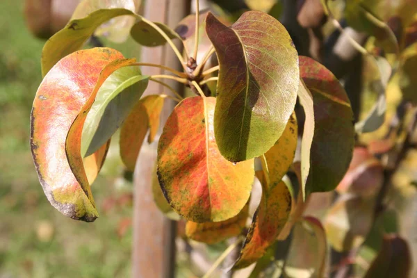 Williams Körtefa Sárga Levelekkel Ősszel Pyrus Communis Részletei Gyümölcsösben — Stock Fotó