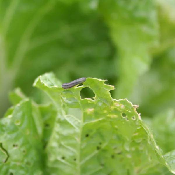 Small Grey Worm Eating Lettuce Plant Vegetable Garden Selective Focus — Stock Photo, Image