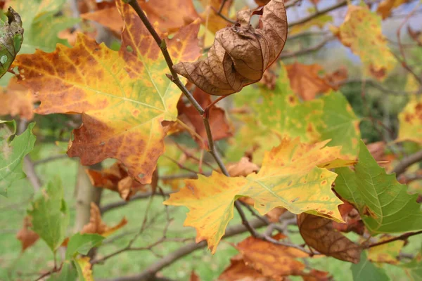 Platanus Acerifolia Plane Tree Autumn Yellow Brown Leaves — Stock Photo, Image