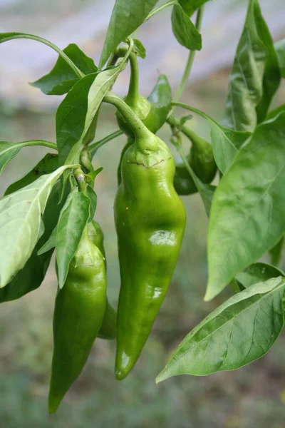 Long green peppers growing in the vegetable garden