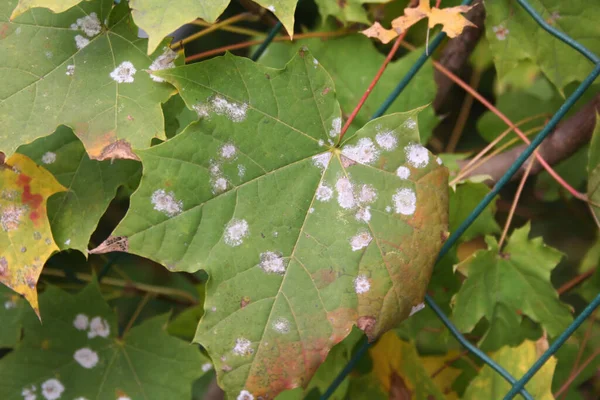 Grey Spot Green Leaves Disease Maple Tree Leaves Garden — Stock Photo, Image