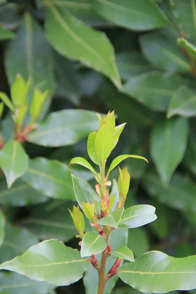 ローレルブッシュの新鮮な緑の葉のクローズアップ 庭のラウルス貴族 — ストック写真