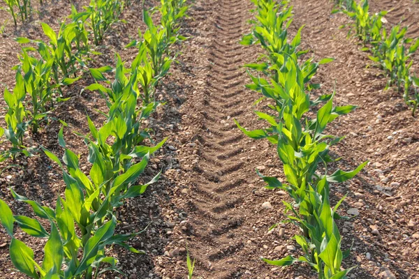 Grüne Maispflanzen Die Bei Sonnenuntergang Einer Reihe Auf Dem Feld — Stockfoto