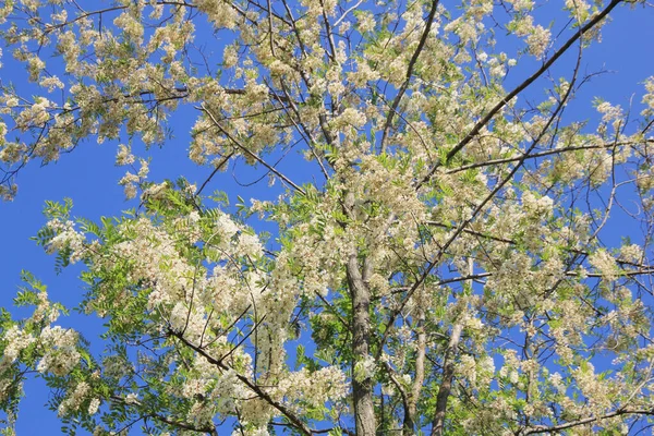 Vit Svart Gräshoppa Blommor Växer Gren Mot Blå Himmel Robinia — Stockfoto