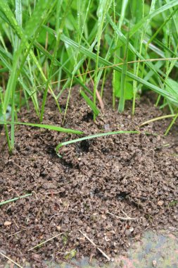 Bahçedeki karınca tepesi