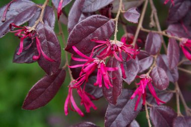 Açık pembe Loropetalum japonica çiçekleri. İlkbaharda açan Loropetalum çalısı 