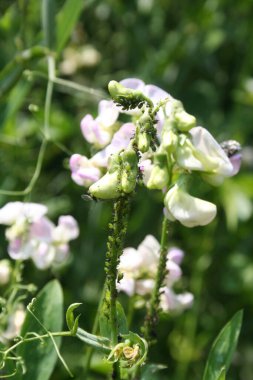 Bahçedeki tatlı bezelye dalında yeşil yaprak bitleri. Lathyrus kokusu böcekler tarafından zarar görmüş.