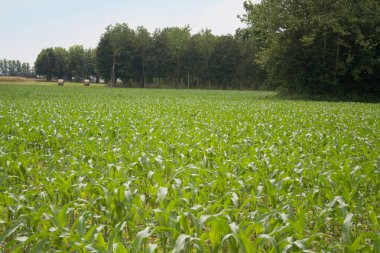 Güneşli bir günde tarlada yetişen yeşil mısır bitkileri. Yaz mevsiminde tarım alanı