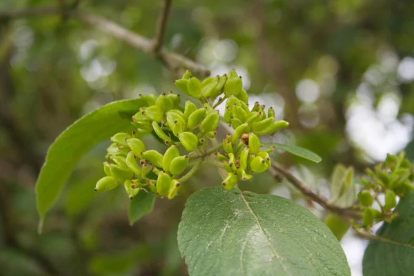 Unripe Green Berries Viburnum Lantana Branch Wayfaring Tree Springtime — Stock Photo, Image