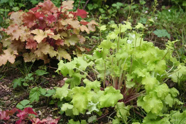 우체라 식물은 내리기 정원에 심는다 빗방울로 미크란 — 스톡 사진