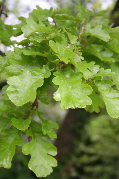 Foglie Quercia Verde Fresca Che Crescono Sul Ramo Quercus Primavera — Foto Stock