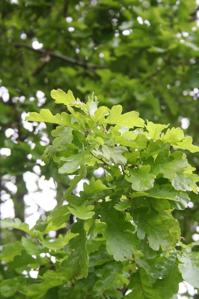 Foglie Quercia Verde Fresca Che Crescono Sul Ramo Quercus Primavera — Foto Stock