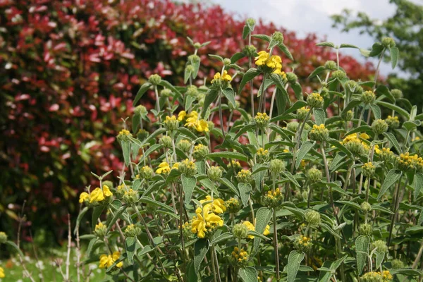 Jerozolima Szałwia Rozkwicie Żółtymi Kwiatami Ogrodzie Kwitnący Krzak Phlomis Fruticosa — Zdjęcie stockowe