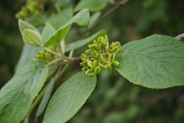 열매인 Viburnum Lantana 나뭇가지에 봄철에 방랑하는 — 스톡 사진