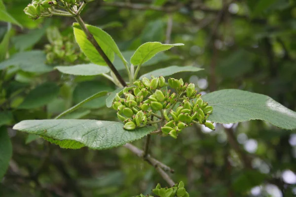 열매인 Viburnum Lantana 나뭇가지에 봄철에 방랑하는 — 스톡 사진