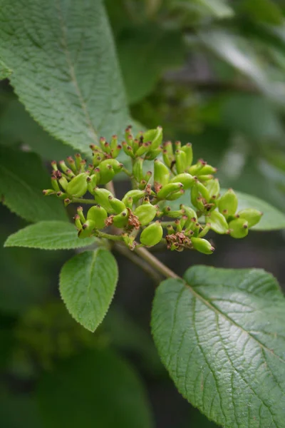 열매인 Viburnum Lantana 나뭇가지에 봄철에 방랑하는 — 스톡 사진