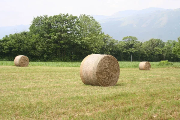 Fardos Heno Dorado Prado Verano Campo Agrícola Norte Italia — Foto de Stock