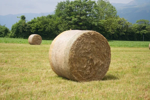 Balles Foin Doré Sur Une Prairie Été Champ Agricole Dans — Photo