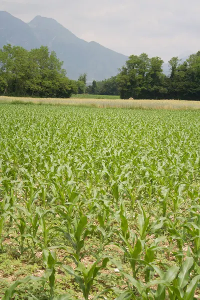 Plantas Maíz Verde Creciendo Campo Día Soleado Campo Agrícola Verano —  Fotos de Stock