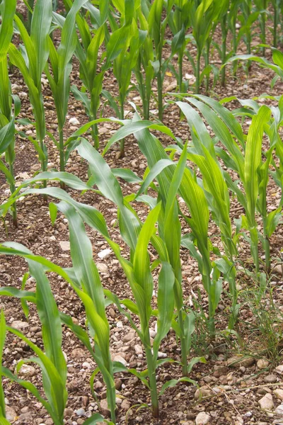 Einem Sonnigen Tag Wachsen Auf Dem Feld Grüne Maispflanzen Landwirtschaftliches — Stockfoto