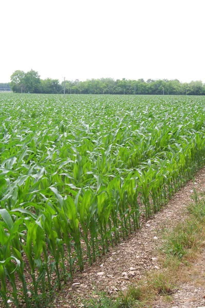 Einem Sonnigen Tag Wachsen Auf Dem Feld Grüne Maispflanzen Landwirtschaftliches — Stockfoto