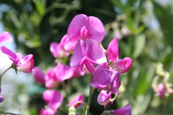 Planta Ervilha Doce Com Flores Rosa Brilhantes Lathyrus Odoratus Flor — Fotografia de Stock