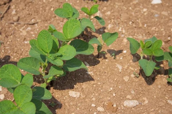 Zöld Szójabab Növények Egy Sorban Növekszik Területen Mezőgazdasági Terület Nyáron — Stock Fotó