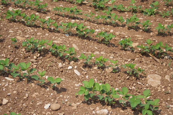 Groene Soja Planten Een Rij Groeien Het Veld Landbouwveld Zomer — Stockfoto