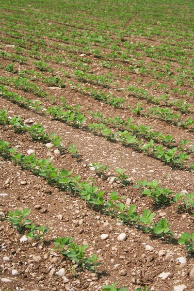 Grüne Sojabohnenpflanzen Einer Reihe Die Auf Dem Feld Wachsen Ackerland — Stockfoto