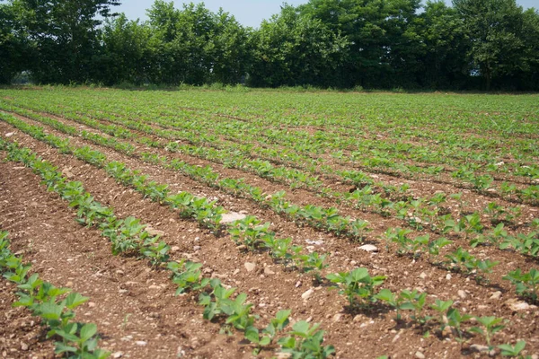 Grüne Sojabohnenpflanzen Einer Reihe Die Auf Dem Feld Wachsen Ackerland — Stockfoto