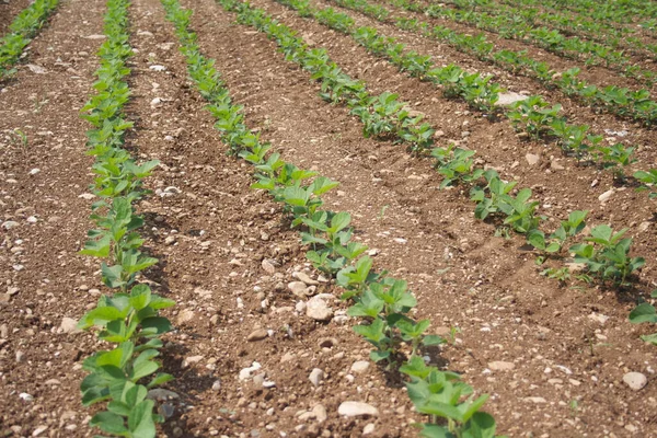 Grüne Sojabohnenpflanzen Einer Reihe Die Auf Dem Feld Wachsen Ackerland — Stockfoto