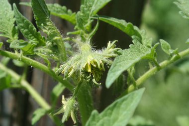 Bahçede soluk pembe ortanca çiçeklerinin ve çiçeklerin yakın çekimi