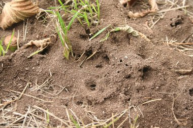 Bahçede soluk pembe ortanca çiçeklerinin ve çiçeklerin yakın çekimi