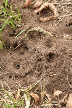 Bahçede soluk pembe ortanca çiçeklerinin ve çiçeklerin yakın çekimi