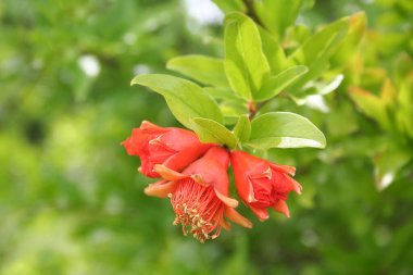 Bahçede soluk pembe ortanca çiçeklerinin ve çiçeklerin yakın çekimi