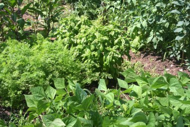 Yazın fesleğen, havuç, patlıcan ve domates bahçeleri güneşe doğru büyüyor.