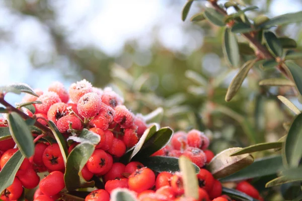 Rama Pyracantha Congelada Con Bayas Rojas Hojas Verdes Jardín Fondo — Foto de Stock