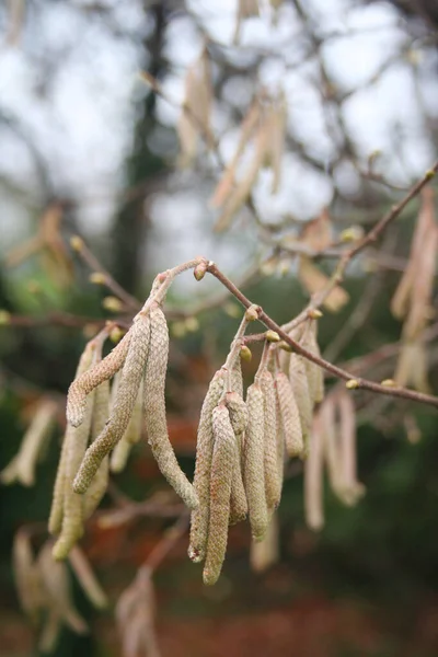 Blomma Vanlig Hassel Corylus Avellana Hassel Catkins Mot Suddig Ljus — Stockfoto