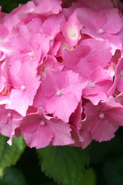 园中的淡粉色水草花和花朵的特写 — 图库照片